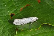 vogelkersstippelmot (Yponomeuta evonymella) 6-2012 9264